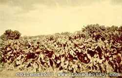 [Cactus growth near Pt. Lyautey, French Morocco.]